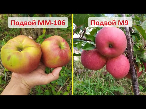 Видео: Яблони на подвоях ММ 106 и М9 - сигнальный урожай