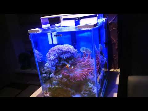 Видео: Морской аквариум 30 литров, оборудование, цены