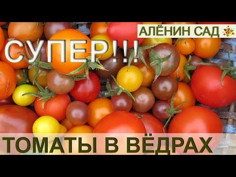 Видео: ТОМАТЫ в вёдрах / Выращивание томатов в вёдрах, мешках, ящиках  / Огород в контейнерах