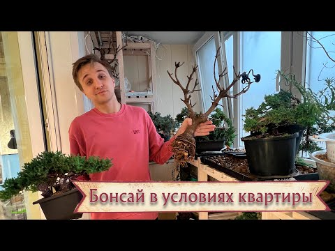 Видео: Бонсай дома. Опыт и советы новичка в условиях квартиры @Studio.Bonsai