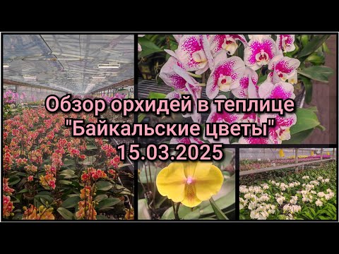 Видео: Обзор орхидей в теплице "Байкальские цветы".#обзор#original#2025#plants#цветы