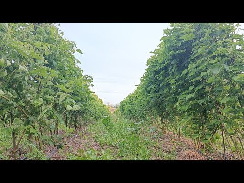 Видео: В гостях у КФХ "Донская Ягода" || Самая дешёвая шпалера для малины и ежевики