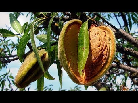 Видео: Эффективная посадка саженца миндального ореха