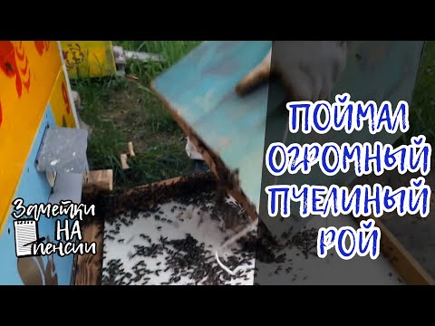 Видео: Поймал в ловушку огромный пчелиный рой. Показываю весь процесс заселения пчёл в улей. #пчёлы #пасека