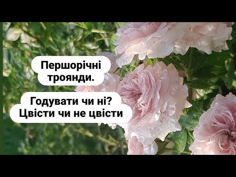 Видео: Першорічні троянди догляд.