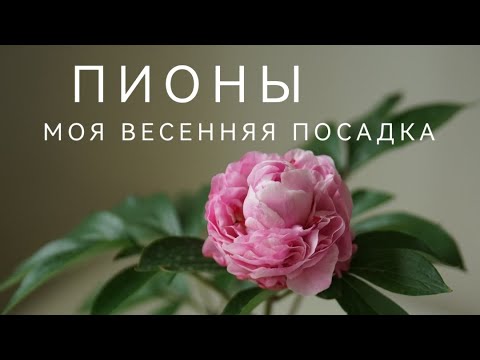 Видео: ПИОНЫ. МОЯ ВЕСЕННЯЯ ПОСАДКА