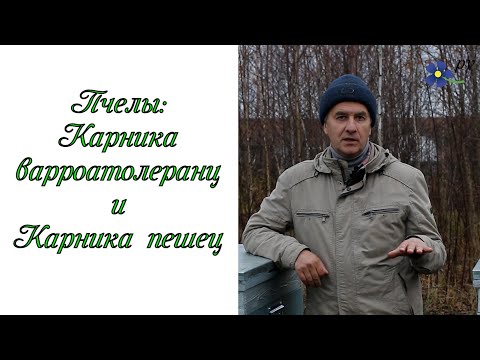 Видео: Пчелы карника пешец и карника варроатолеранц