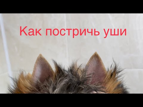 Видео: Как постричь уши щенку