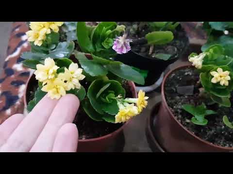 Видео: Дом в цветах// Мои каланхое меня подвели.