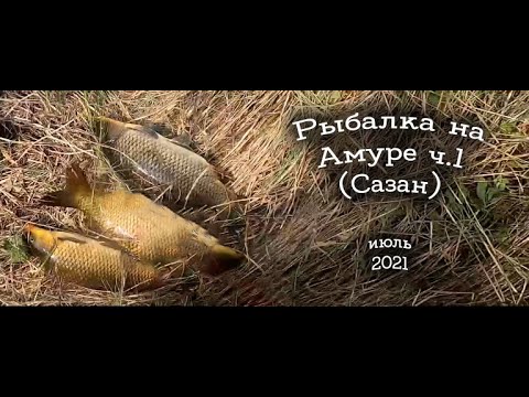 Видео: Рыбалка на Амуре ч.1 (Сазан). Июль 2021