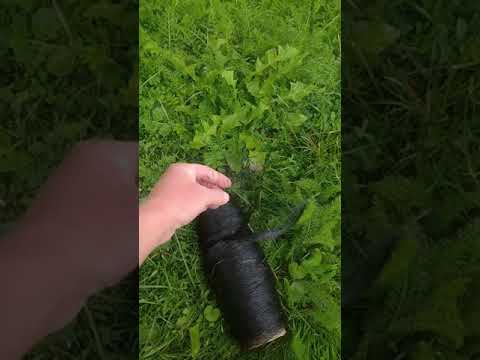 Видео: Голубика. Сетка от птиц.
