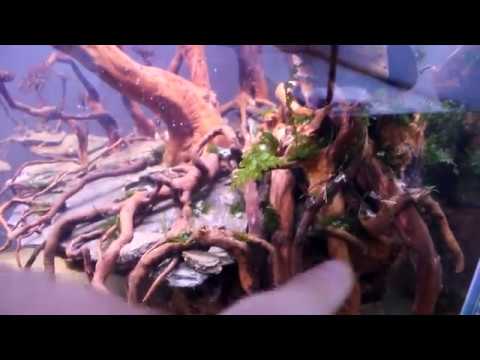 Видео: Biobox №7.  Оформление мелких аквариумов и склейка мхов.