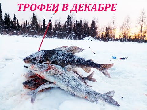 Видео: ХАРИУС ЛОМАЕТ СНАСТИ! РЫБАЛКА В ДЕКАБРЕ!