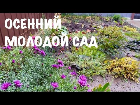 Видео: 🍀ПРОГУЛКА ПО МОЛОДОМУ САДУ ПОЗДНЕЙ ОСЕНЬЮ