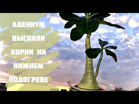 Видео: Адениум. Пересадка. Высохли корни на нижнем подогреве(((