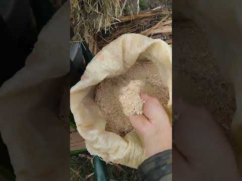 Видео: Лошадь дома. Мечта сбылась, что дальше? Сколько стоит содержание лошади дома?