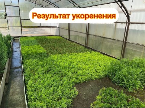 Видео: 🌳🌲РЕЗУЛЬТАТ УКОРЕНЕНИЯ ДЕКОРАТИВНЫХ РАСТЕНИЙ В 2024году🌲🌳