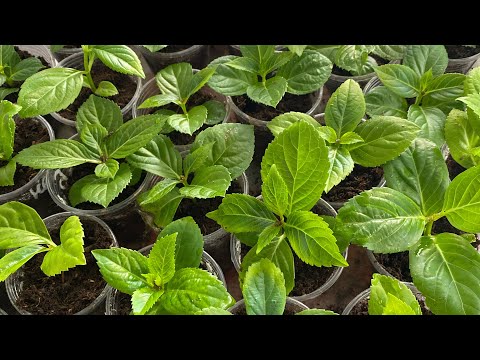 Видео: Черенки сбежавшая невеста и френч болеро укоренились,что делаем дальше