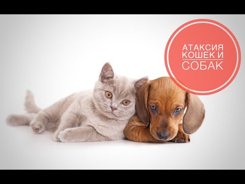 Видео: Атаксия у кошек и собак