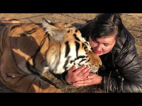Видео: Коты в цифрах !)