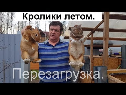 Видео: Кролики летом. Перезагрузка. дача