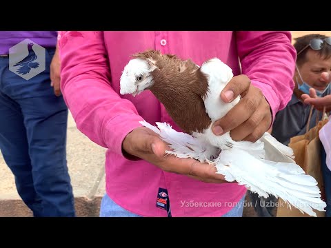 Видео: Птичий рынок г. Ташкент - ГОЛУБИ (14.08.2021) / Uzbek Pigeons