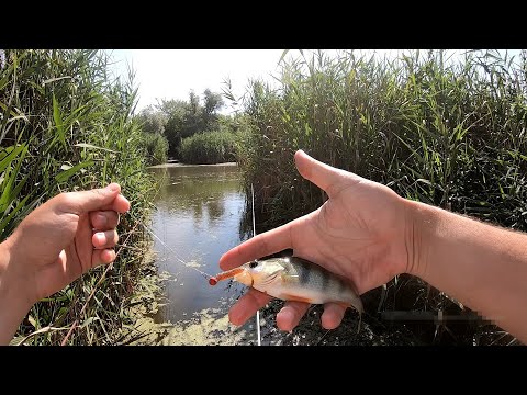 Видео: Микроджиг на малой реке