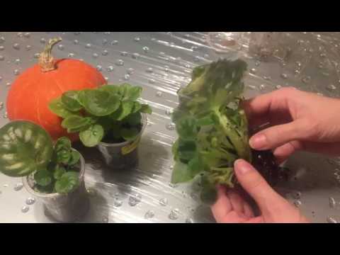 Видео: Как отсадить детку от листа? Что делать с листом потом? Чтобы детки быстро росли!
