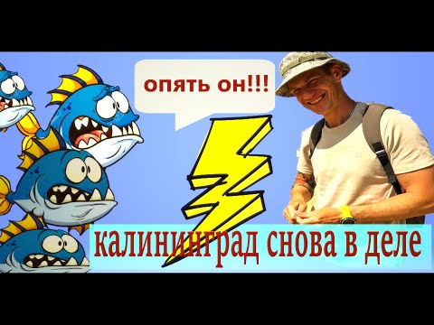Видео: Подводная охота с калиниградским охотником. На  толстолоба