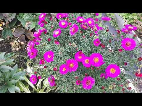 Видео: Октябринки, сентябринки,когда их рассаживать?