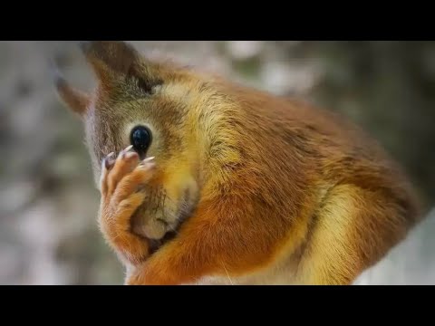 Видео: Встреча Белки и Хорька 😳 #youtubeshorts #funny #funnyvideo #squirrel