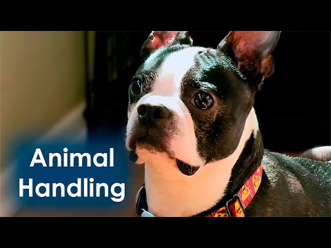 Видео: Из-за собаки, хозяйку выгоняют из дома | Цезарь Милан # 1