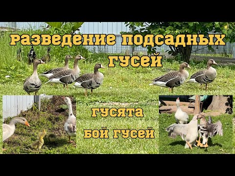 Видео: Разведение подсадных гусей. Прилетел дикий гусь. Бой гусей. Гусята от гибрида.