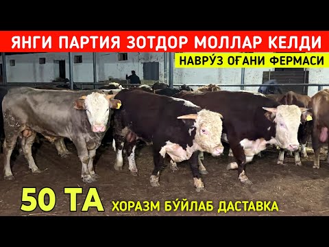 Видео: ЯНГИ ПАРТИЯ ЗОТДОР 🦬🦬 МОЛЛАР КЕЛДИ НАВРУ́З ОҒАНИ ФЕРМАСИ ХОРАЗМ БУ́ЙЛАБ ДАСТАВКА !!! ХОРАЗМ БОЗОР 
