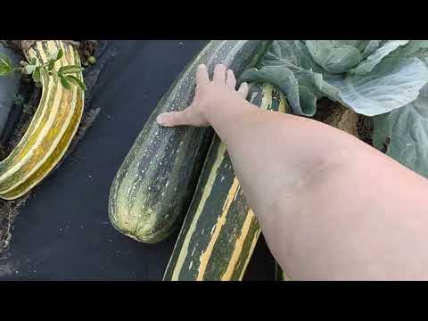 Видео: Куриное хозяйство # процветает # картофель #дела #домашние .