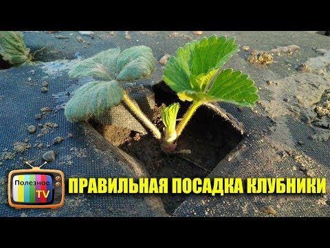 Видео: ПРАВИЛЬНАЯ ПОСАДКА КЛУБНИКИ