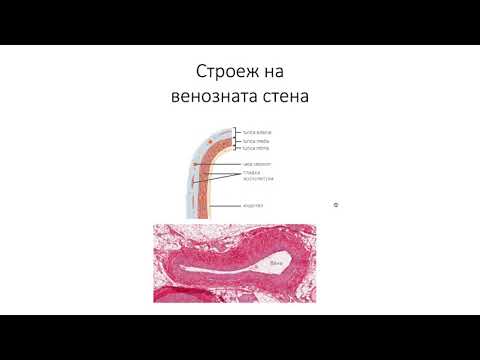 Видео: Устройство на стената на кръвоносните съдове. Строеж на венозната стена (11:49) ┃teoriyata.com