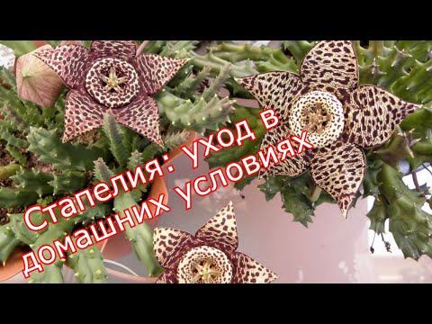 Видео: Стапелия  уход в домашних условиях,виды с фото
