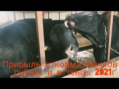 Видео: Откорм бычков, прибыль за 8 месяцев откорма.