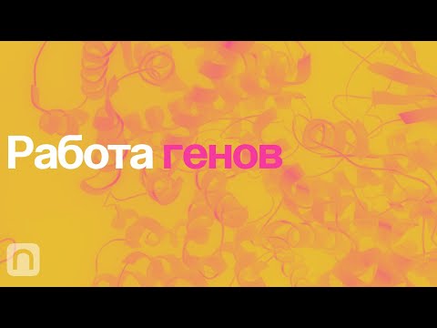 Видео: Работа генов – курс Константина Северинова / ПостНаука