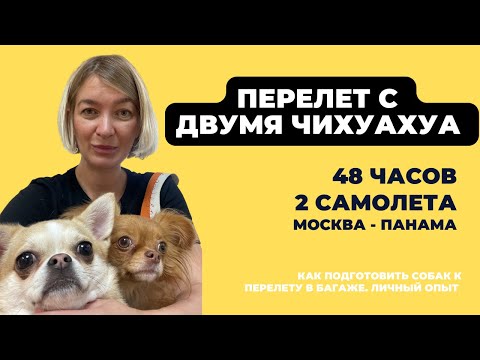 Видео: Перелет на другой конец света с двумя чихуахуа (дорога заняла двое суток), личный опыт.