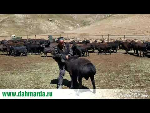 Видео: Кучкары гиссарской породы перед запуском их к овцематкам,  рассказ Ходжи Мирзокарима