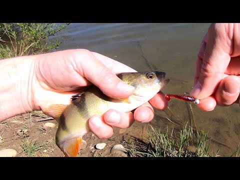 Видео: Гірська ріка. Окунь і форель, на мормишку  Shimano Cardiff XT 66UL