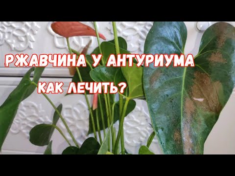 Видео: ВОЛШЕБНЫЙ ЭЛИКСИР для АНТУРИУМА и даже дохлый цветок выдаст МОЩНЫЕ ЗДОРОВЫЕ ЛИСТЬЯ!