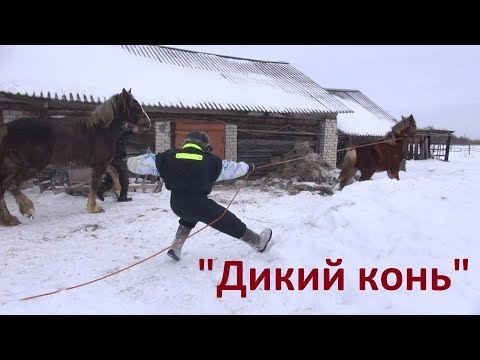 Видео: Жеребёнок ведёт себя не так, как хотелось бы... Из архивов.