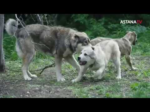 Видео: Astana tv. Тобет, как все было, и даже немножечко больше)
