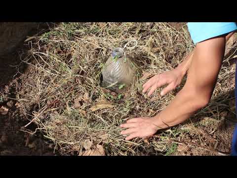 Видео: Посадка винограда осенью