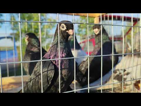 Видео: 7.09.2025г Ярмарка Тахтамукай Усть-лабинск ч.1