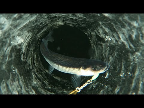 Видео: РЫБАЛКА НА ДАМБЕ ПО ПОСЛЕДНЕМУ ЛЬДУ / ICE FISHING