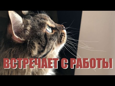 Видео: Сибирский кот узнает хозяйку по звуку МАШИНЫ!